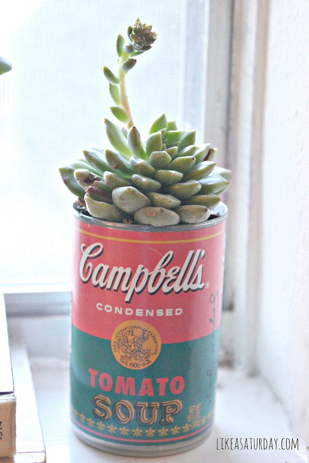 suculentas en latas campbell's