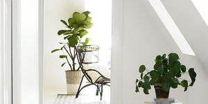 Plant, Wood, Leaf, Flowerpot, Fixture, Houseplant, Interior design, Plant stem, Annual plant, 