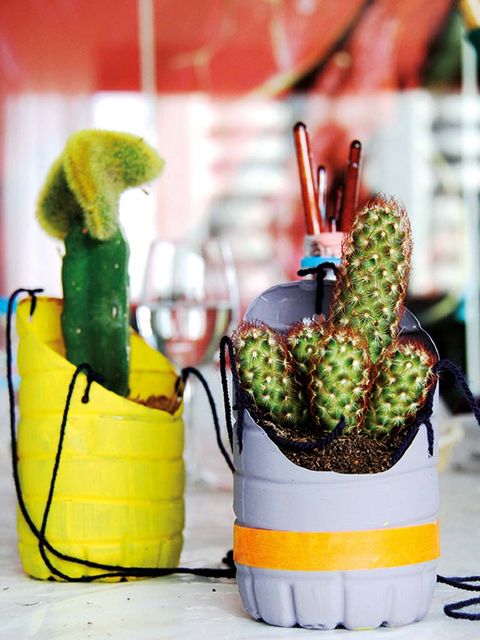 Green, Terrestrial plant, Flowerpot, Flowering plant, Still life photography, Houseplant, Thorns, spines, and prickles, Cactus, 