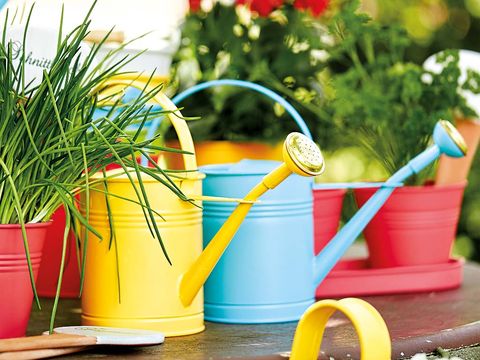 Yellow, Watering can, Petal, Majorelle blue, Flowerpot, Coquelicot, Plant stem, Annual plant, Plastic, Houseplant, 