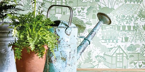 Watering can, Green, Flowerpot, Tree, Wall, Botany, Plant, Houseplant, Branch, Still life, 