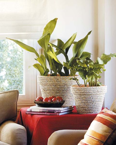 Houseplant, Living room, Room, Interior design, Furniture, Plant, Leaf, Table, Flowerpot, Flower, 