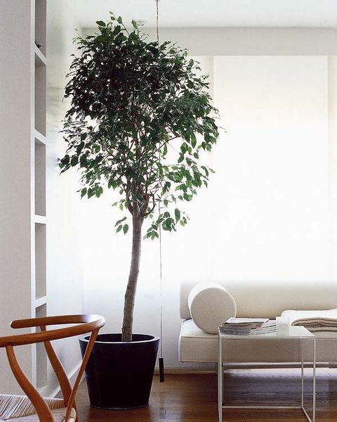 White, Houseplant, Flowerpot, Tree, Room, Plant, Interior design, Furniture, Woody plant, Living room, 