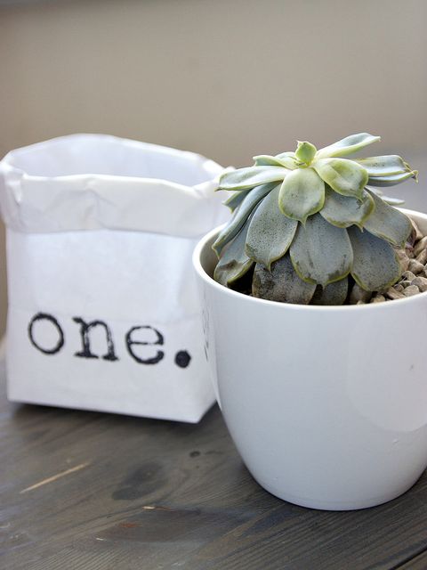 Flowerpot, Terrestrial plant, Houseplant, Succulent plant, Paper bag, Still life photography, Stonecrop family, Annual plant, Label, Packaging and labeling, 