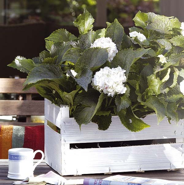 Hortensias blancas en caja de frutas blanca hortensias blancas en caja de frutas blanca