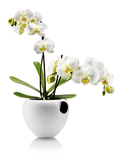 Flowerpot, Petal, Flower, Flowering plant, Botany, Terrestrial plant, Houseplant, Interior design, Vase, Artificial flower, 