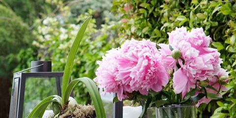 Petal, Flower, Pink, Flowering plant, Vase, Artifact, Interior design, Flowerpot, Flower Arranging, Centrepiece, 