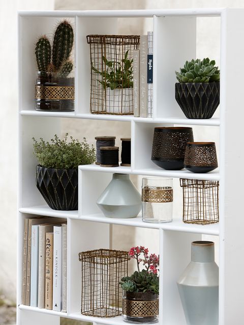 Botany, Terrestrial plant, Grey, Flowerpot, Shelving, Interior design, Shelf, Houseplant, Thorns, spines, and prickles, Vase, 