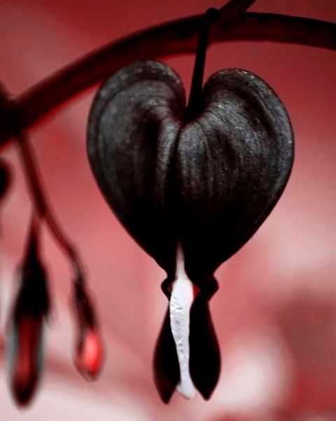 flores negras corazones sangrantes