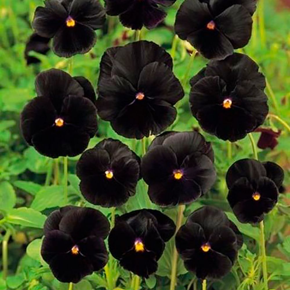 Las 15 plantas de color negro más bonitas para Halloween
