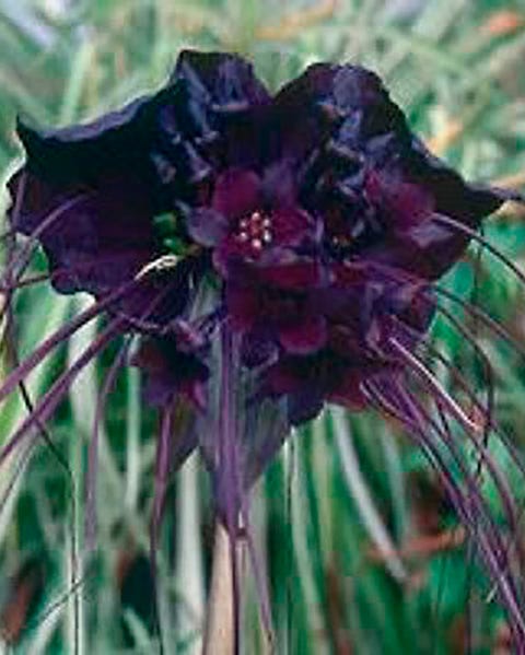Las 15 plantas de color negro más bonitas para Halloween Las 15 plantas de color negro más bonitas para Halloween