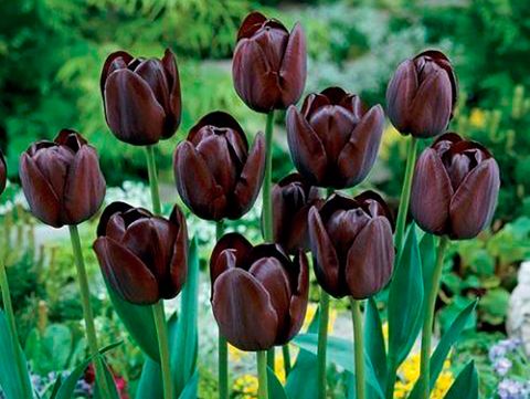 Flower, Flowering plant, Tulip, Plant, Tulipa humilis, Petal, Botany, Spring, Lily family, Plant stem, 