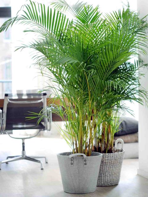 Plant, Houseplant, Tree, Palm tree, Flowerpot, Arecales, Woody plant, Botany, Leaf, Desert Palm, 