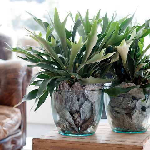 Flowerpot, Leaf, Botany, Terrestrial plant, Interior design, Vase, Artifact, Houseplant, Pottery, Still life photography, 