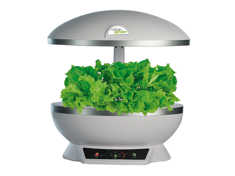 Green, Leaf, Ingredient, Herb, Leaf vegetable, Fines herbes, Annual plant, Vegetable, Produce, 