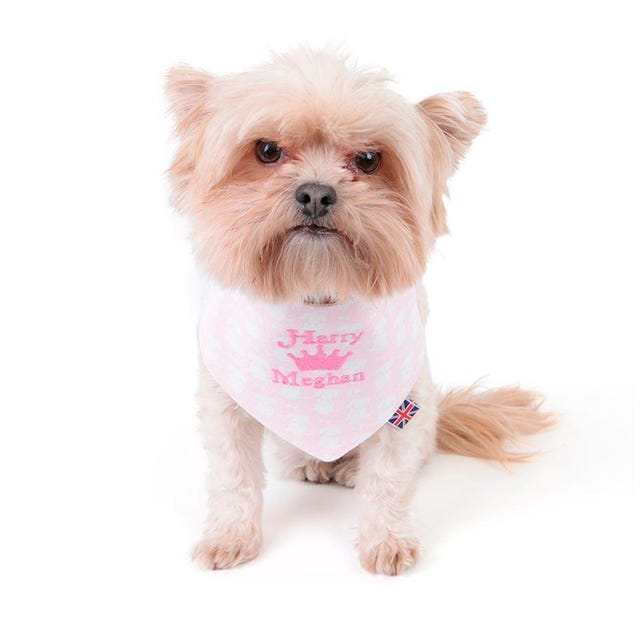 Dog, Canidae, Mammal, Dog clothes, Puppy, Dog breed, Pink, Shih tzu, Companion dog, Carnivore, 