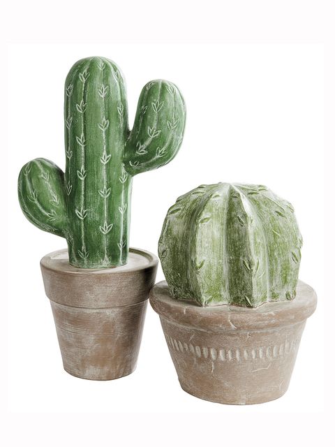 Cactus, Flowerpot, Houseplant, Plant, Flower, Terrestrial plant, Caryophyllales, Saguaro, Succulent plant, Hedgehog cactus, 