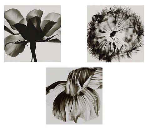 Style, Petal, Monochrome photography, Black-and-white, Botany, Art, Flowering plant, Illustration, Drawing, Painting, 