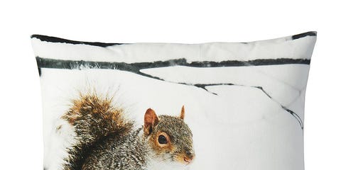 Organism, Vertebrate, Adaptation, Terrestrial animal, Snout, Rodent, Squirrel, Throw pillow, Pillow, Fawn, Organism, Vertebrate, Adaptation, Terrestrial animal, Snout, Rodent, Squirrel, Throw pillow, Pillow, Fawn,