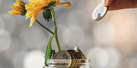 Sunflower, Mason jar, Flower, Yellow, sunflower, Plant, Sunflower seed, Calendula, Petal, Cut flowers, Sunflower, Mason jar, Flower, Yellow, sunflower, Plant, Sunflower seed, Calendula, Petal, Cut flowers,