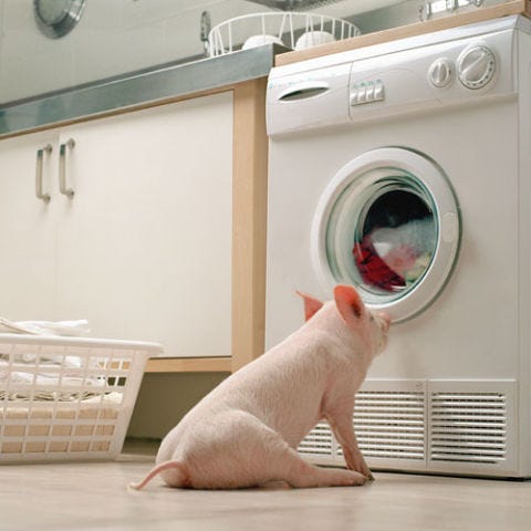 Washing machine, Vertebrate, White, Carnivore, Floor, Clothes dryer, Felidae, Major appliance, Grey, Laundry, 
