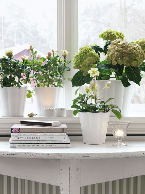 Flowerpot, White, Flower, Green, Houseplant, Plant, Cut flowers, Room, Botany, Window, 