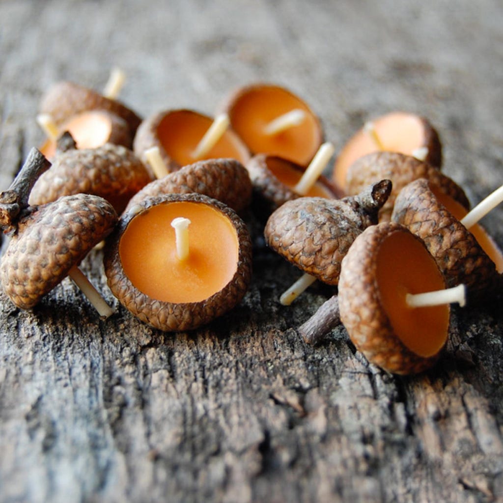 Brown, Organism, Pest, Orange, Amber, Insect, Invertebrate, Macro photography, Fawn, Close-up, 
