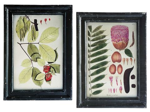 Leaf, Botany, Flowering plant, Art, Petal, Rectangle, Illustration, Creative arts, Painting, Coquelicot, 