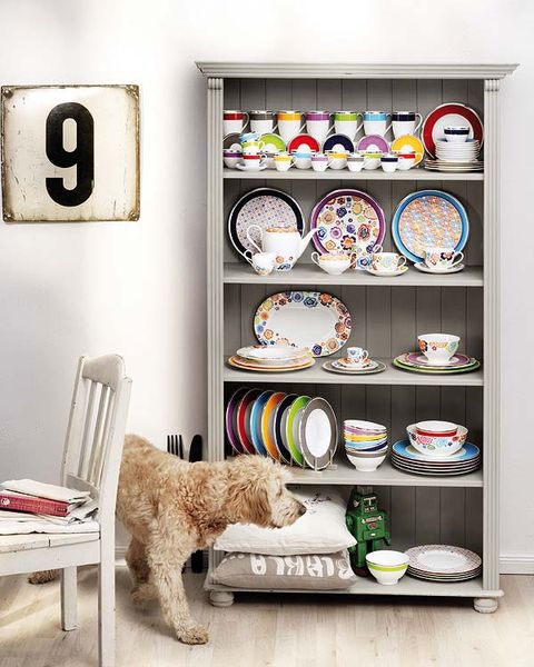 Shelving, Dishware, Carnivore, Shelf, Dog, Interior design, Home accessories, Dog breed, Picture frame, Collection, 