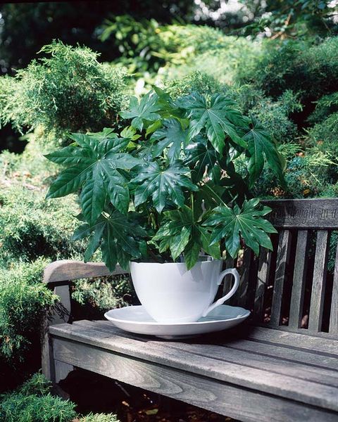 Leaf, Serveware, Shrub, Cup, Flowerpot, Herb, Pottery, Hemp family, Annual plant, Teacup, 
