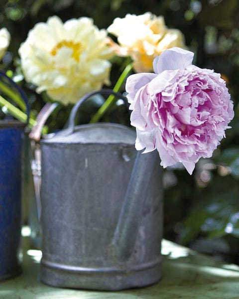 Petal, Flower, Purple, Flowering plant, Floristry, Botany, Vase, Flower Arranging, Artifact, Floral design, 