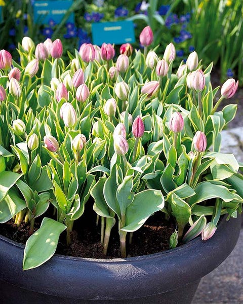 Plant, Flowerpot, Flower, Petal, Pink, Botany, Flowering plant, Spring, Houseplant, Annual plant, 