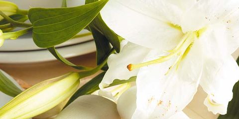 White, Petal, Beige, Material property, Flowering plant, Cylinder, Rhododendron, 