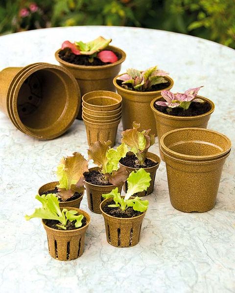Flowerpot, Houseplant, Flower, Plant, Bucket, Carnivorous plant, Nepenthes, 