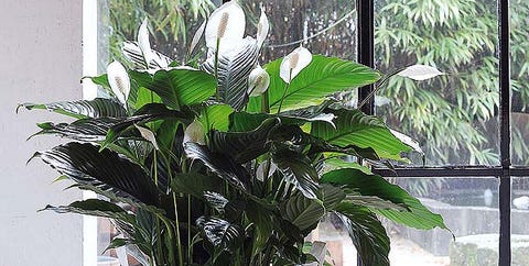 Flowerpot, Flower, White, Houseplant, Plant, Botany, Room, Table, Anthurium, Interior design, Flowerpot, Flower, White, Houseplant, Plant, Botany, Room, Table, Anthurium, Interior design,