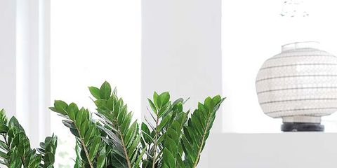 Plant, Green, Flowerpot, Leaf, Wall, Interior design, Couch, Botany, Aqua, Terrestrial plant, 