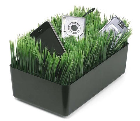 Grass, Green, Grass family, Wheatgrass, Ingredient, 