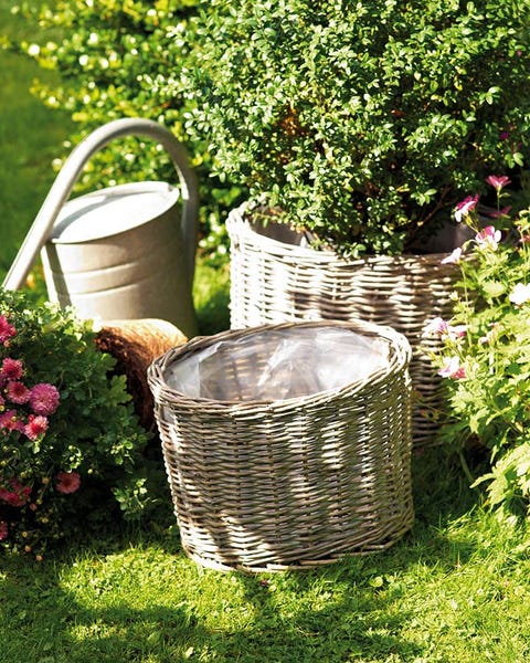 Plant, Shrub, Garden, Basket, Backyard, Annual plant, Wicker, Home accessories, Herb, Laundry basket, 