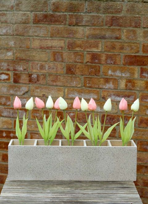 Petal, Flower, Wall, Pink, Brick, Botany, Flowering plant, Brickwork, Spring, Floristry, 