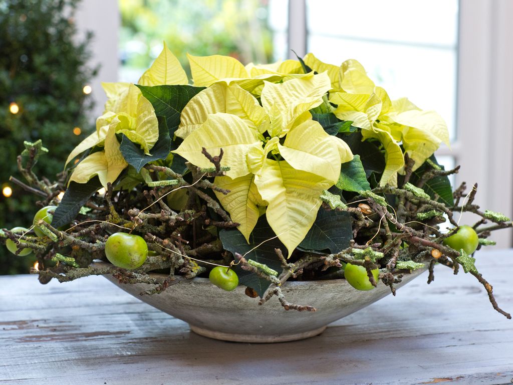 Tips for Buying Poinsettias
