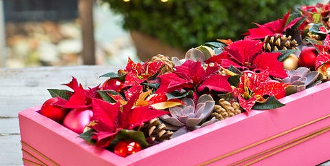 Centro de mesa con poinsettias rojas centro de mesa con poinsettias rojas