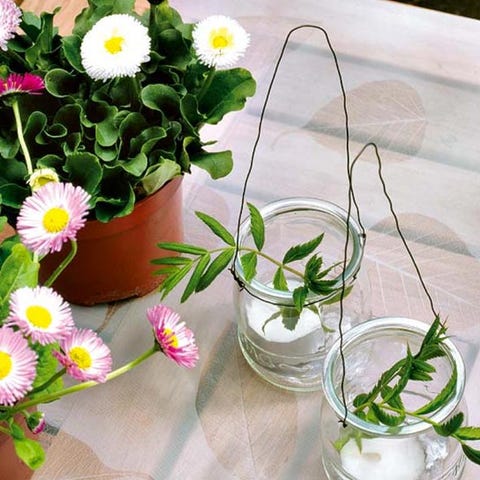 Petal, Flower, Liquid, Serveware, Flowering plant, Drinkware, camomile, Chamaemelum nobile, Dishware, Marguerite daisy, 
