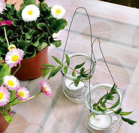 Petal, Flower, Flowering plant, Serveware, Flowerpot, Botany, Annual plant, Daisy family, Houseplant, Marguerite daisy, 