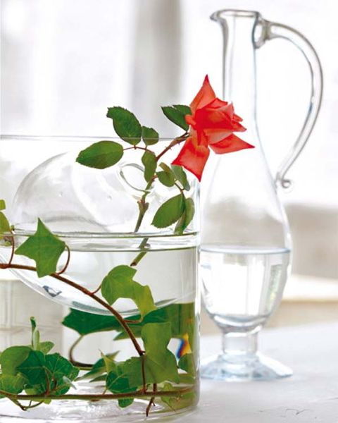 Glass, Flower, Leaf, Fluid, Petal, Liquid, Drinkware, Flowering plant, Botany, Cut flowers, 
