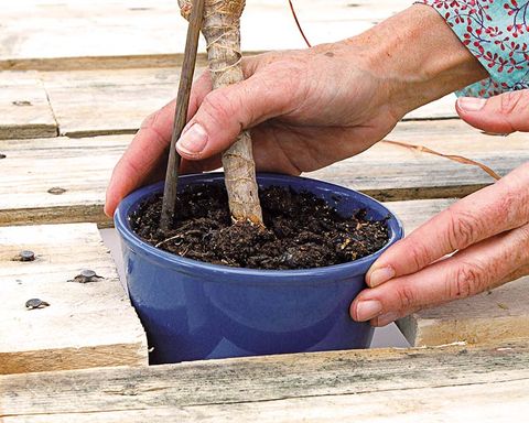 Finger, Soil, Compost, Thumb, Gardening, Annual plant, 