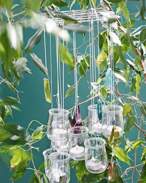 Fluid, Liquid, Glass, Botany, Transparent material, Aquatic plant, Plant stem, 