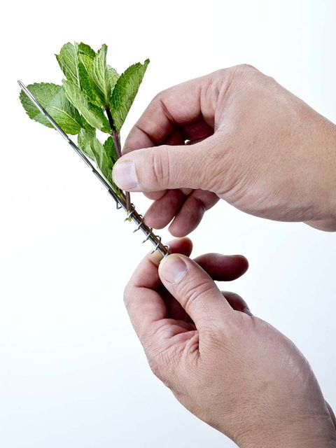 Finger, Skin, Hand, Leaf, Thumb, Nail, Wrist, Gesture, Herb, Plant stem, 