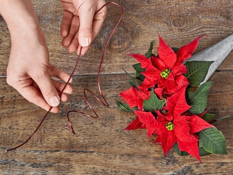Finger, Petal, Leaf, Flower, Flowering plant, Carmine, Thumb, Nail, Cut flowers, Floristry, 