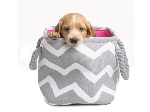 Dog breed, Brown, Vertebrate, Dog, Dog supply, Carnivore, Dog bed, Pet supply, Dog clothes, Sporting Group, 