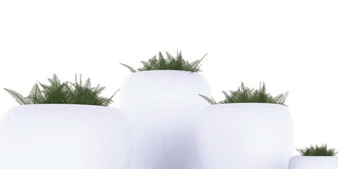 Plant, Flowerpot, Terrestrial plant, Lavender, Houseplant, Vase, Annual plant, Perennial plant, Pottery, Artifact, Plant, Flowerpot, Terrestrial plant, Lavender, Houseplant, Vase, Annual plant, Perennial plant, Pottery, Artifact,